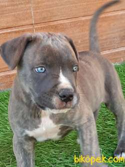 KRALLARIN BEKÇİ KÖPEĞİ CANE CORSA YAVRULARI 3