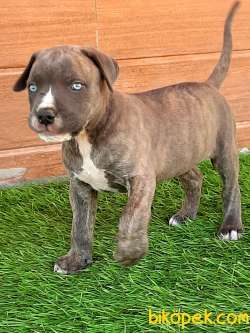 KRALLARIN BEKÇİ KÖPEĞİ CANE CORSA YAVRULARI 5