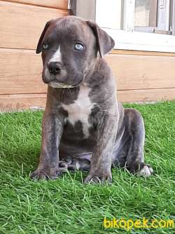 KRALLARIN BEKÇİ KÖPEĞİ CANE CORSA YAVRULARI 2