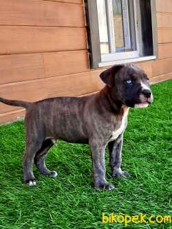 KRALLARIN BEKÇİ KÖPEĞİ CANE CORSA YAVRULARI 4