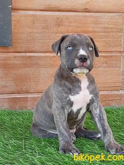 KRALLARIN BEKÇİ KÖPEĞİ CANE CORSA YAVRULARI 1