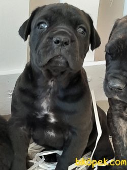 KRALLARIN BEKÇİ KOPEĞİ CANE CORSA YAVRULARIMIZ 4