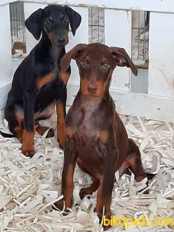 Kralların Bekçi Kopeği DOBERMAN Yavruları 1