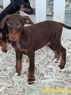 Kralların Bekçi Kopeği DOBERMAN Yavruları 3