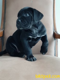 KRALLARIN KÖPEĞİ CANE CORSA YAVRULARI 4
