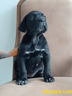 KRALLARIN KÖPEĞİ CANE CORSA YAVRULARI 3