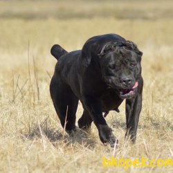 KRALLARIN KÖPEĞİ CANE CORSA YAVRULARI 3