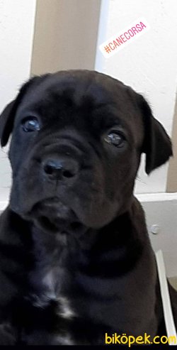 KRALLARIN KÖPEĞİ CANE CORSA YAVRULARI 1