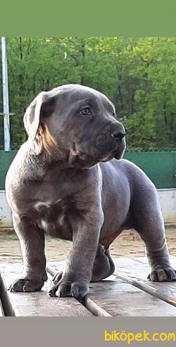 KRALLARIN KÖPEĞİ CANE CORSA YAVRULARI 4