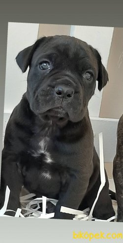 KRALLARIN KÖPEĞİ CANE CORSA YAVRULARI 3