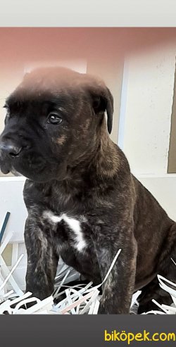 KRALLARIN KÖPEĞİ CANE CORSA YAVRULARI 2