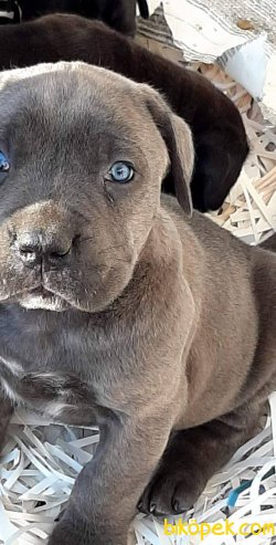KRALLARIN KÖPEĞİ CANE CORSA YAVRULARI 5