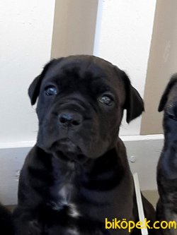 KRALLARIN KÖPEĞİ CANE CORSA YAVRULARI 1