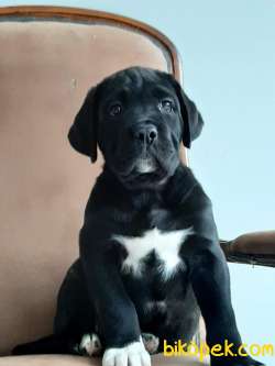Kralların Köpeği Cane Corsa Yavruları 3