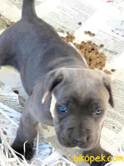 Kralların Köpeği Cane Corsa Yavruları 4