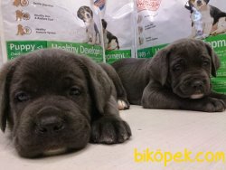 KRALLARIN KOPEĞİ CANE CORSA YAVRULARIMIZ 3