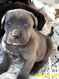 Satılık Kralların Bekçi̇ Köpeği̇ Cane Corsa Yavruları 4