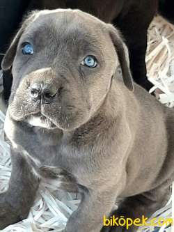Satılık Kralların Bekçi̇ Köpeği̇ Cane Corsa Yavruları 2