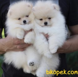 Krem-Beyaz Ayı Surat Boo Pomeranian Yavrular 2