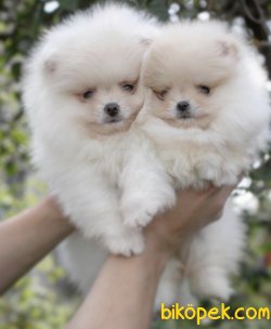 Krem-Beyaz Ayı Surat Boo Pomeranian Yavrular 3