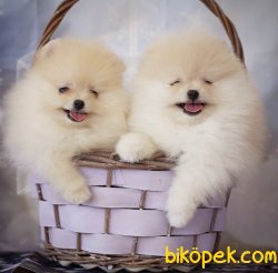 Krem-Beyaz Ayı Surat Boo Pomeranian Yavrular 1