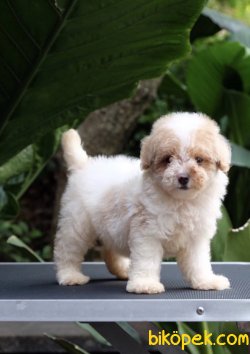 Krem-Beyaz Toy Poodle Yavrular 1