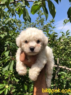 Krem-Beyaz Toy Poodle Yavrular 3