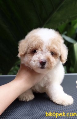 Krem-Beyaz Toy Poodle Yavrular 2