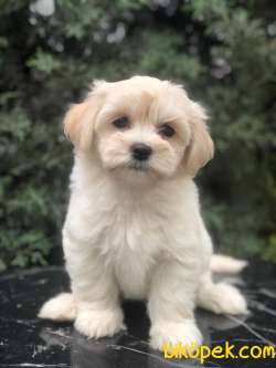 Krem Rengi Dizayn Irk Maltipoo Yavrumuz 2