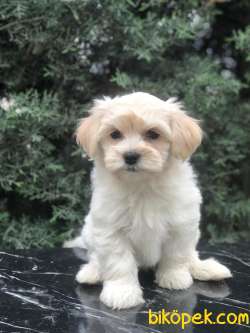 Krem Rengi Dizayn Irk Maltipoo Yavrumuz 1