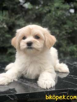 Krem Rengi Dizayn Irk Maltipoo Yavrumuz 4