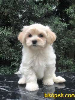 Krem Rengi Dizayn Irk Maltipoo Yavrumuz 3