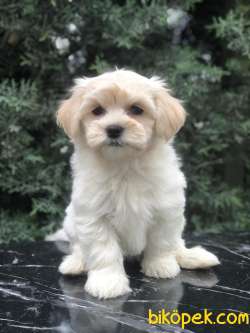 Krem Rengi Dizayn Irk Maltipoo Yavrumuz 5