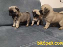 Krem Rengi Irk Garantili Pug Yavrular 3