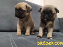 Krem Rengi Irk Garantili Pug Yavrular 1