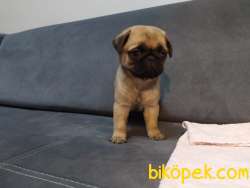 Krem Rengi Irk Garantili Pug Yavrular 2