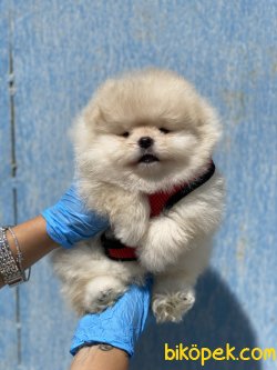 Krem Teddy Bear Pomeranian Boo 0 Ayı Surat 3