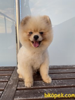 Krem Teddy Bear Pomeranian Boo Oğlumuz 2