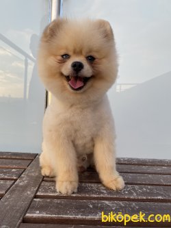 Krem Teddy Bear Pomeranian Boo Oğlumuz 4