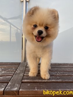 Krem Teddy Bear Pomeranian Boo Oğlumuz 1