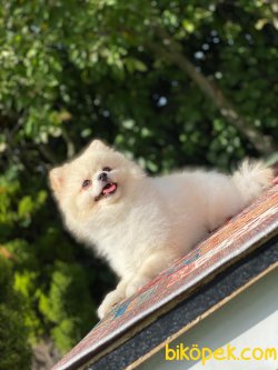 Krem Teddybear Pomeranianboo Erkek 4