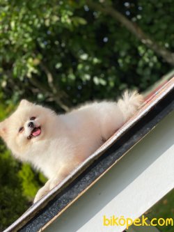 Krem Teddybear Pomeranianboo Erkek 3