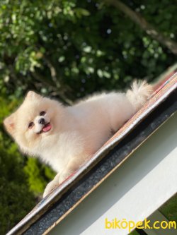 Krem Teddybear Pomeranianboo Erkek 2