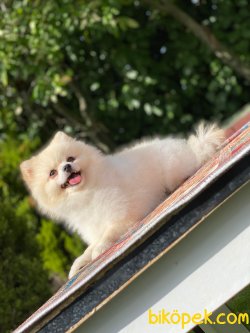 Krem Teddybear Pomeranianboo Erkek 1