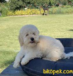 Krem Toy Poodle Yavrular 3