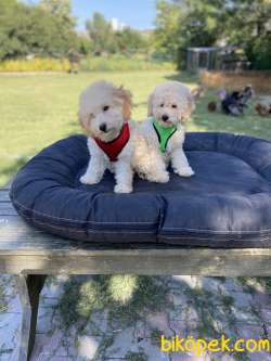 Krem Toy Poodle Yavrular 1