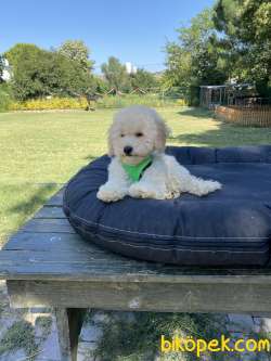 Krem Toy Poodle Yavrular 2