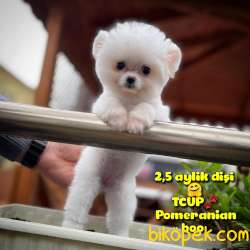 Küçük Beden TCUP Pomeranian Boo Kızımız Pinky / Yavrupatiler 5