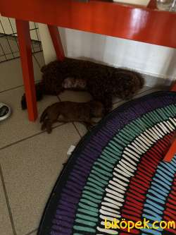 Küçük Irk Kore-toy Poodle Gerçek Red Browns Renginde 4