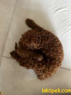 Küçük Irk Kore-toy Poodle Gerçek Red Browns Renginde 3